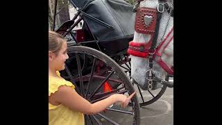 Feeding the Horses in Central Park part 2