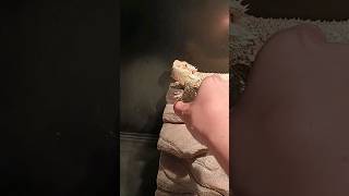 What happens when a bearded dragon and a turtle meet?