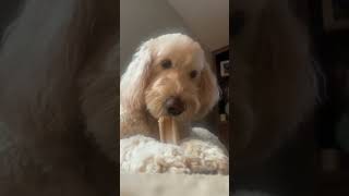 Golden Doodle Relaxes with a Delicious Bone Chew