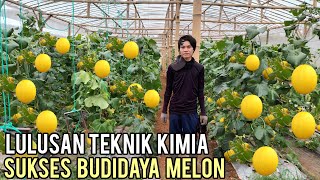 Petani Muda Sukses Budidaya Melon Golden Alisha Sistem Green House