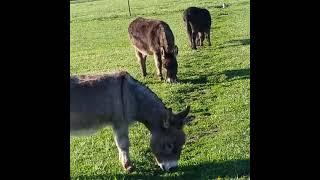 Miniature Donkeys Behavior