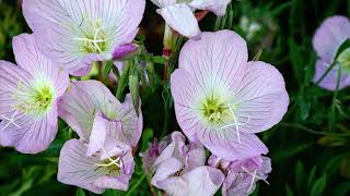 Pink Ladies (Oenothera speciosa) In The Neighborhood via Instagram [Photography]