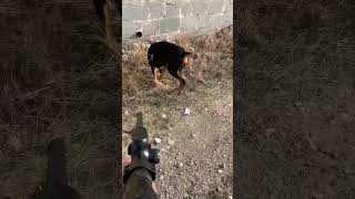 Airgun  Crow hunting #hunt #hunting #shorts #shotgun #shotgunhandcam #airsoft #gamo