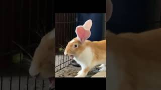 THIS Is What A Flemish Giant Rabbits Laugh Sounds Like