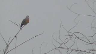 Liat Lokasi Burung Punai Sore2