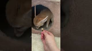 #дикиеживотные #fennec #лиса #фенек #fennecfox #домашняялиса #домашниеживотные