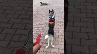 Husky Kangal #shorts #short #shortvideo #köpek #kangal  #keşfet #tiktok #challenge #keşfetteyiz #fyp