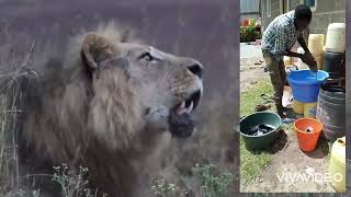 male lion roaring