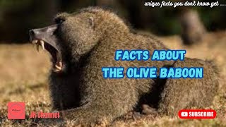 5 Facts about the Olive Baboon, Unique facts you don't know yet…