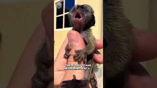 Pygmy Marmoset | Finger Monkey