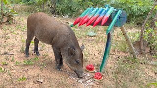 Best Quick Powerful Wild Pig Trap #shortvideo#shorts