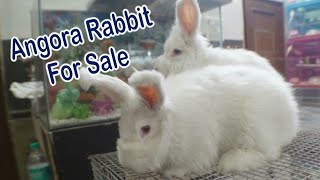 angora Rabbits for sale in india|EXOTIC Rabbits for sale in india|all over india delivery possible||