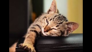 Cat getting ready for sleep