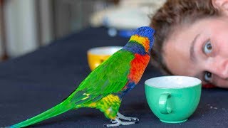 A Rainbow Lorikeet Called "NEMO"