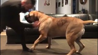 Big Boerboel Loves to Play #trebding #shortvideo #boerboel