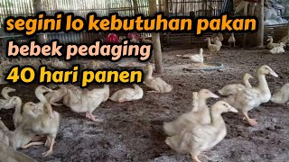 kebutuhan pakan bebek pedaging 40 hari panen