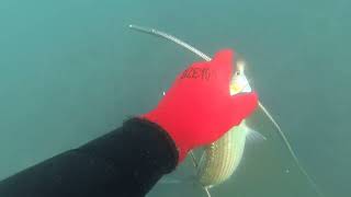 ПОДВОДНАЯ ОХОТА ЧЕРНОЕ МОРЕ ВРЕМЯ КЕФАЛИ MULLET TIME BLACK SEA SPEARFISHING