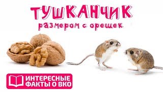 ИНТЕРЕСНЫЕ ФАКТЫ О ВКО: Тушканчик размером с орешек