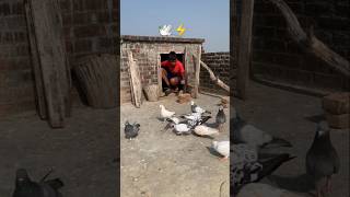 🕊️⚡subscribe #kabutar #trending #shorts #ytshorts #kabootar #pigeon #video