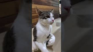 Do you want to fight with me? #funnycats #kungfucat #funnycatvideos