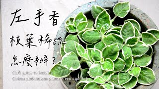 左手香枝葉稀疏怎麼辦？這樣做讓左手香又綠又茂盛🌿Care guide to keeping Coleus amboinicus plants green and lush #室內植物