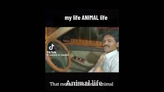 my life, animal life