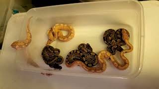 Ball Python Clutch #3 Of 2022 Update