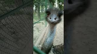 Emu Bird Attacks Camera #shorts