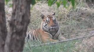 Tiger eats a cow & takes a breakfast break at Bandhavgarh-May 2024