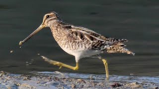 Beccaccini in migrazione - Common snipe in migration (Gallinago gallinago)