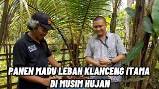 Hasil Panen Madu di Musim Hujan #maduklancengitama