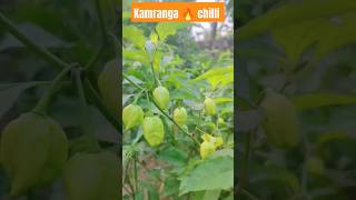 Hot chili Garden 😱||kamranga Mirchi #shortviral #ytshorts #viral