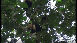 White-throated capuchin monkeys in Panama rainforest