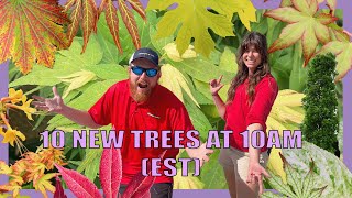 The Fantastical Trees on the 10@10! September 19th w/ Kate and Tim!