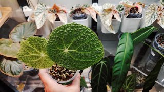 Begonia Care, Propagation & Repot. How I propagate my begonia. Watch My Begonia Grow!