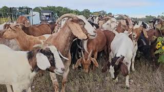 Goats used to help fight invasive weeds