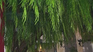 10' Custom ~Weeping Willow~ Cat Tree