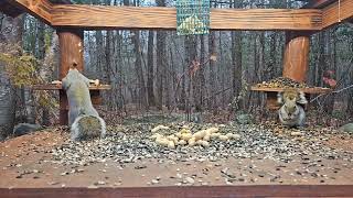 Squirrel Sanctuary at the edge of the Forest #squirrels