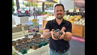 The BEST Black Mission figs are from Corning, CA!