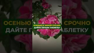 Осенью строчно дайте эту подкормку цветам #цветы #сад