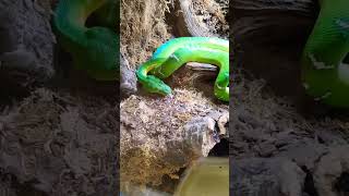 Mesmerizing Rainbow Boa Snake at the Snake Farm