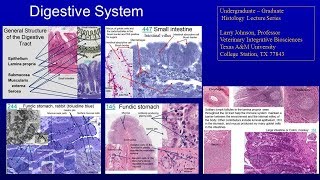 20. Digestive Lecture