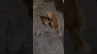 mommy cat saving kitten 😸#shorts