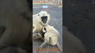 Monkey with Baby Monkey || Bandar ka baccha #monkey #monkeyvideo #bandar #babymonkey #monkeybaby