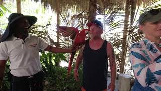 Kissing Macaws