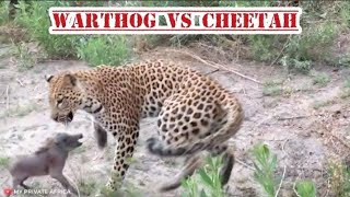 Animals that chose the wrong prey‼️wtf video🦬🐗🐀🐧🐓🦅🐊🦜🐍🐠