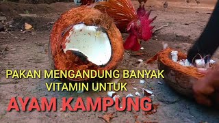 Pakan alternatif untuk ayam kampung