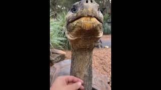 Tartaruga gigante de galápagos