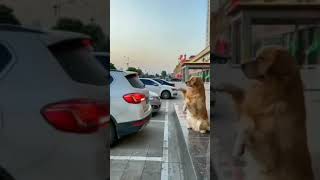 Dog trying to help the owner