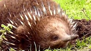 A very relax Echidna